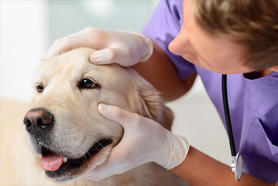 Veterinarian examining a yellow lab.