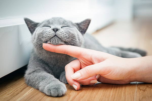 Happy Cat getting attention from owner